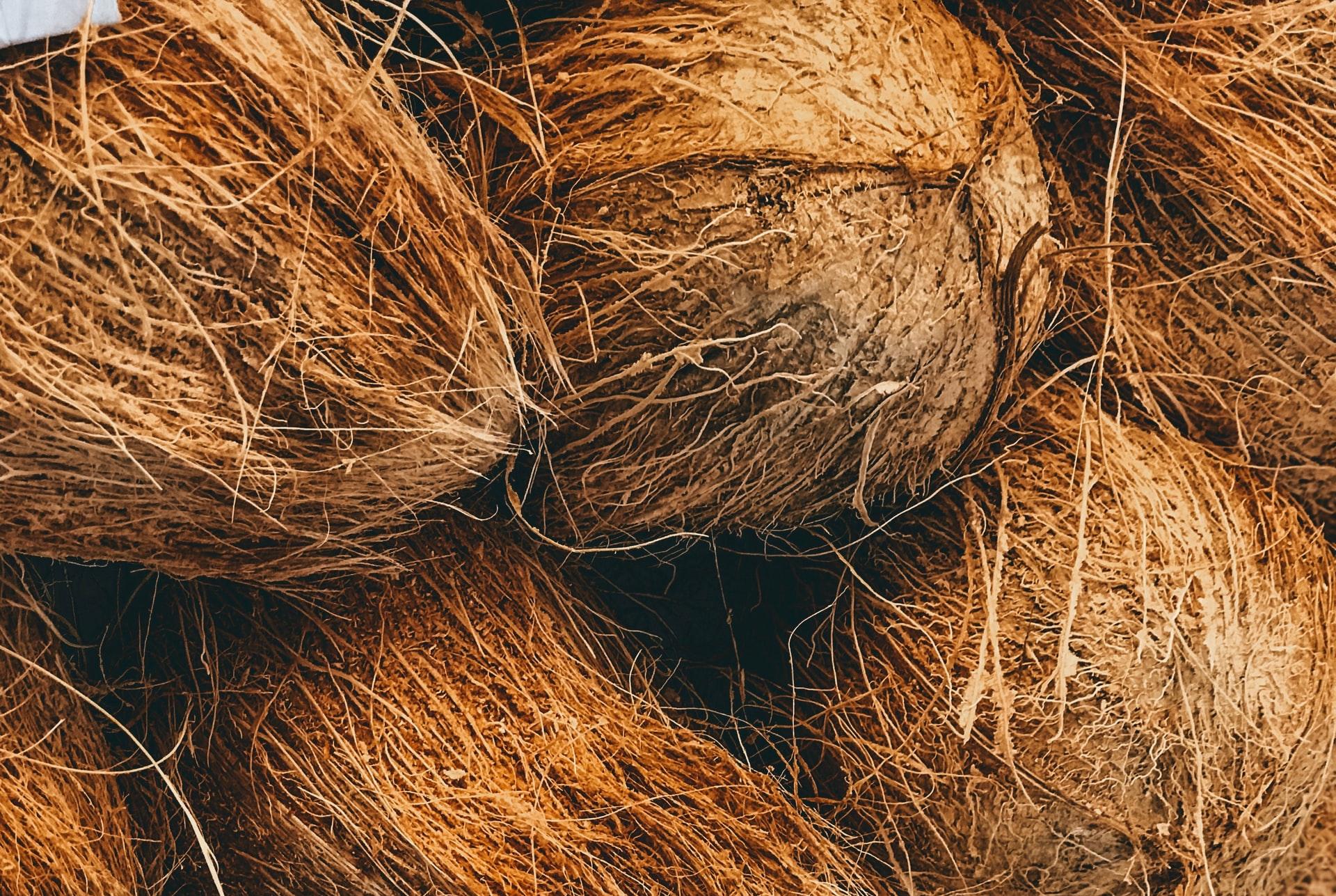 shallow focus photo of coconut shells