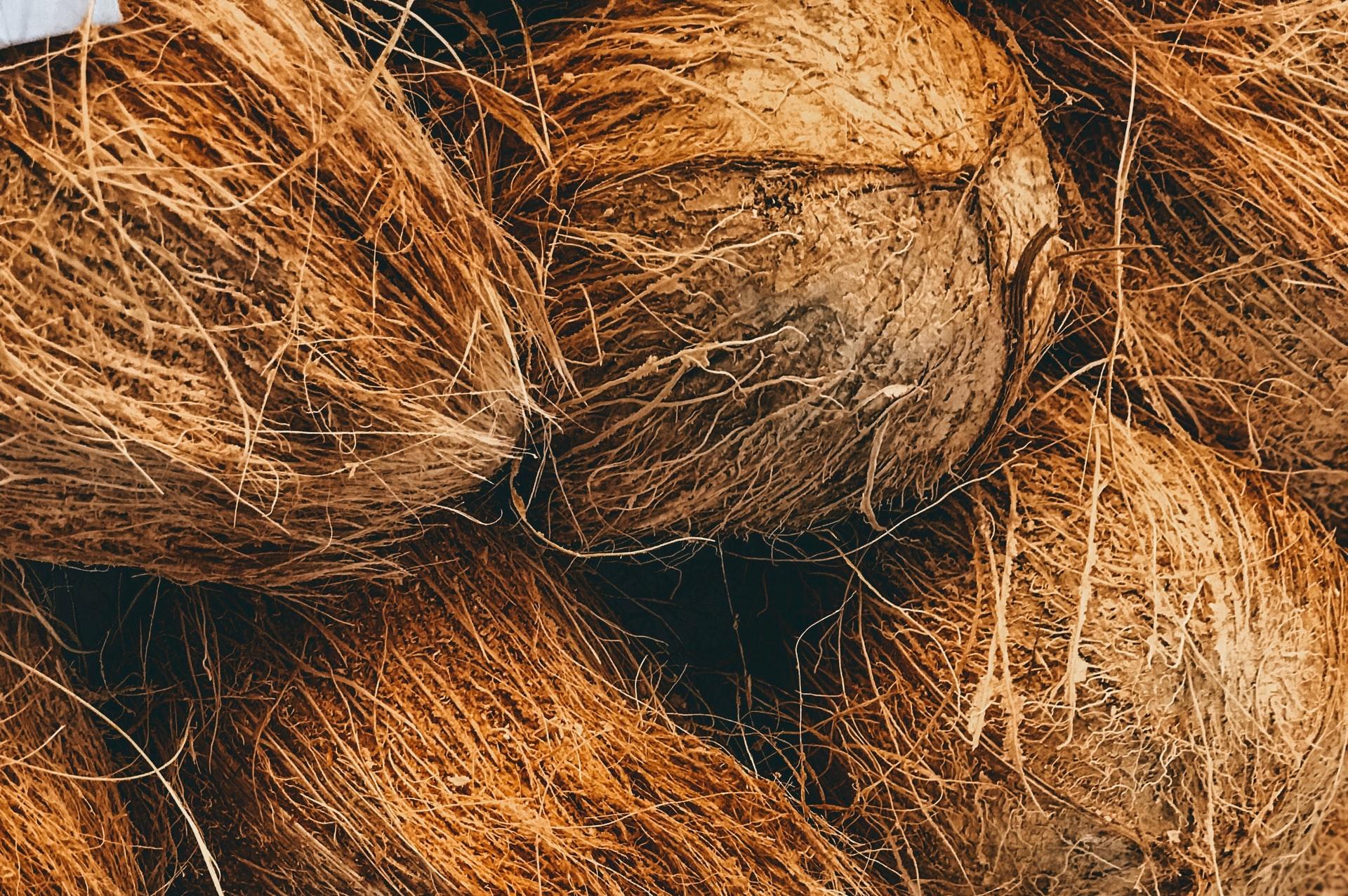 shallow focus photo of coconut shells