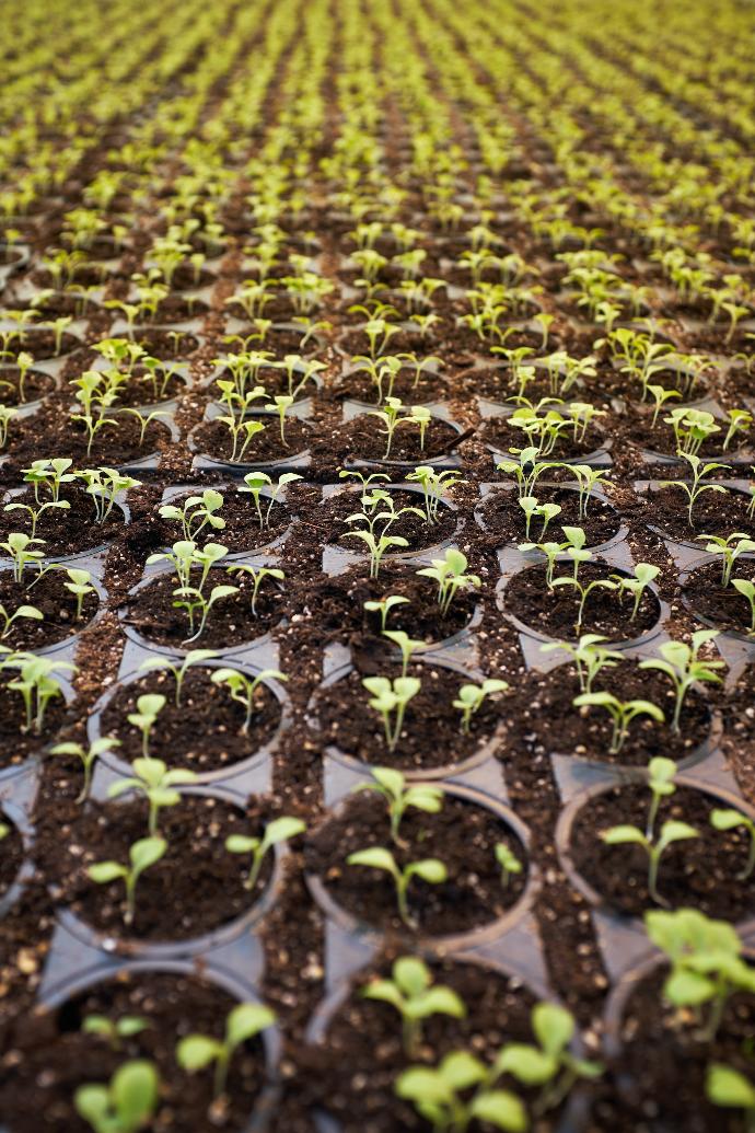 green leafed plant field planted on brown soil